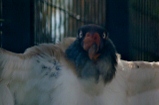 King vulture